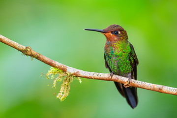 Fototapeta na wymiar White-tailed Hillstar - Urochroa bougueri, beautiful colored hummingbird from Andean slopes of South America, Hollin waterfall, Ecuador.
