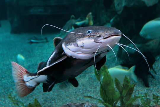 Redtail Catfish (Practocephalus hermioliopterus)