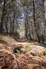 path on the side of a mountain among pine trees for trekking. Concept hike