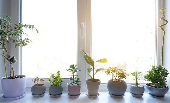 Beautiful flowers on the windowsill. Indoor plants stand on a plastic windowsill. Plastic windows. Double-glazed window
