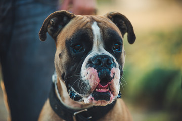 Boxer breed dog during one of his daily walks in the park at the fall of the sun