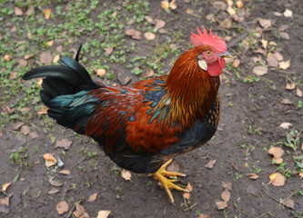 Beautiful colored rooster outdoor portrait