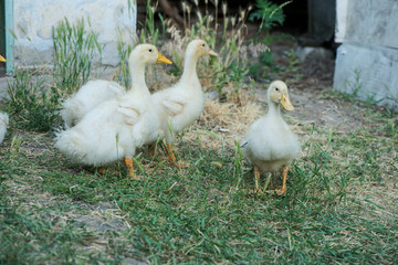 domestic duck. many ducks on the farm