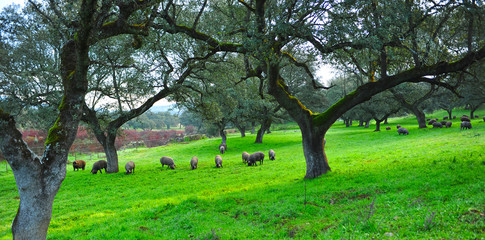 Fototapeta na wymiar Cerdos ibéricos comiendo bellotas cerca de Cumbres Mayores, provincia de Huelva, Andalucía, España