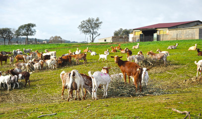 Herd of goats in the farm, production of milk for cheese in Extremadura, Spain © joserpizarro