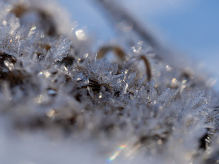 Closeup of ice crystals frozen in winter on plant