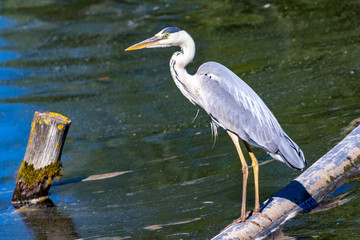 Grey heron on a creek while hunting for fish.