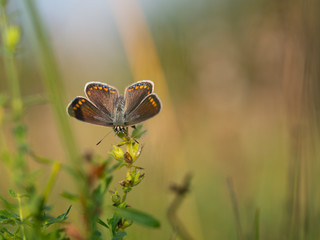 Common blue butterfly (Polyommatus icarus)female, blue form caerula