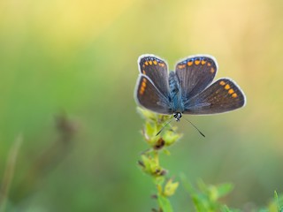 Common blue butterfly (Polyommatus icarus)female, blue form caerula