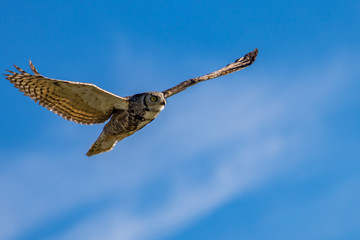 Flying Owl