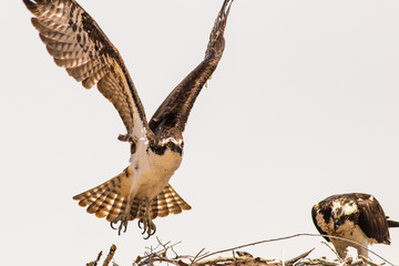 Osprey Nest