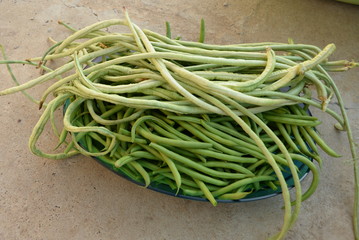 green beans is raw, harvested on wooden background. legumes, vegetarianism and gardening