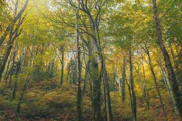 Fototapeta na wymiar Autumn forest with trees and golden foliage in the riverbed, with soft sunlight.