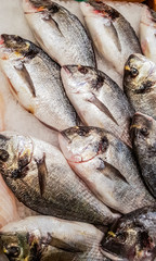 Gilt-head bream (Sparus aurata) on the fish market