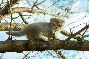 Naklejka na ściany i meble small fold scottish kitten climbed a tree branch in autumn, close up