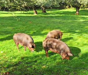 A iberian pig "pata negra" feeding on acorns near the villages of Almonaster and Alajar, Huelva province, Andalusia, Spain