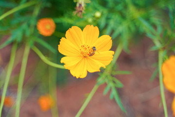 Yellow flowers in the garden, floral nature background