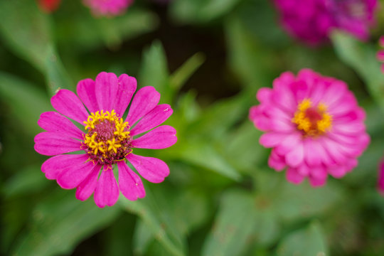 A pink cosmos flowers in flowers field