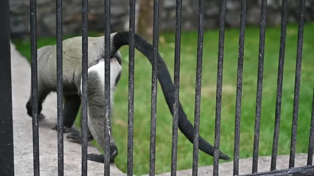 animals in captivity are locked in a zoo cage. monkeys, artistic primates