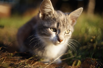 Naklejka na ściany i meble A small pale gray kitten lies on a on a green grass in the garden. Cute domestic animal portrait. Kitty relaxed at sunset