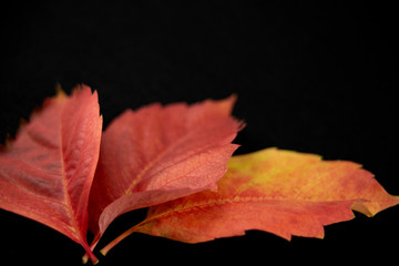 Autumn in orange: angle view close up of red wisteria leaves in shades of red and orange on white background