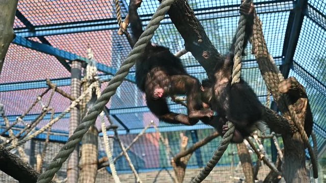animals in captivity are locked in a zoo cage. monkeys, artistic primates