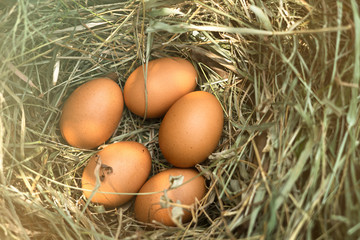 5 chicken eggs in the ovary In organic rearing That is close to nature