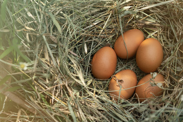 5 chicken eggs in the ovary In organic rearing That is close to nature