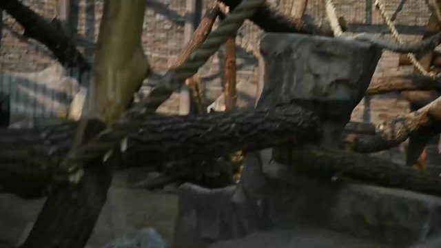 animals in captivity are locked in a zoo cage. monkey