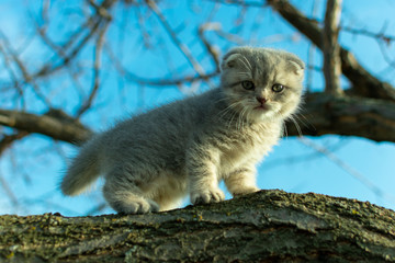 Naklejka na ściany i meble small fold scottish kitten climbed a tree branch in autumn, close up