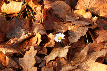 Daisy flower in the autumn forest.