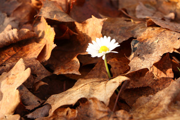 Daisy flower in the autumn forest.