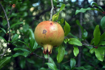 Green tree branches with unripe pomegranate fruits. Fresh pomegranate tree in the garden. Montenegro