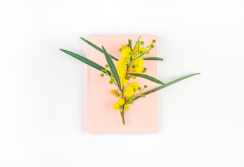 Mimosa and pink notepad on white background