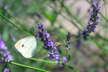 butterfly on flower