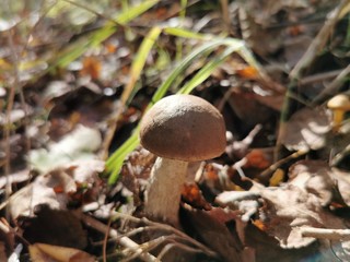 mushrooms in forest © Przemek
