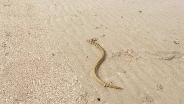 Serpent eel sand snake-eel Ningaloo reef Western Australia.