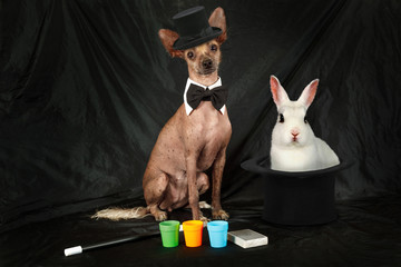 Thoroughbred Xoloitzcuintli dog dressed as a magician