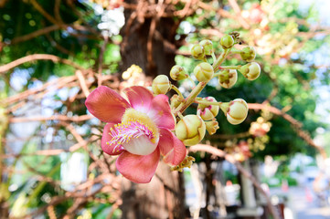 Obraz na płótnie Canvas Shorea robusta or Cannonball flower from the tree