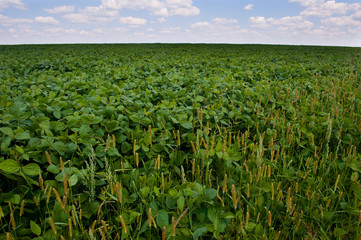 ukrainian field of wheat 