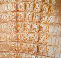 Closed up of crocodiles skin in yellow