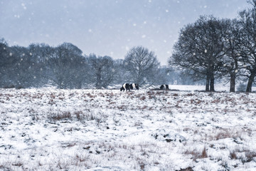 Black and white cows in Richmond park