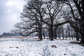 Snow falling over majestic trees in Richmond park