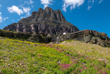 Wild flowers and mountain meadows along the Hidden Pass Trail in Logan Pass area of Glacier National Park, Montana, USA