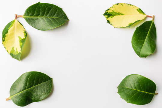 The Frame Of Green Holly Leaves On White Background