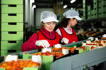 Women calibrating harvested apricots