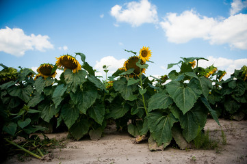 fields with sunflovers,ukrainian nature