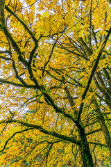 Tumwater Falls Park Autumn Branches