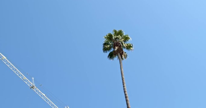 Palm Tree and Crane, Los Angeles