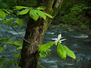 Umbrella magnolia (Magnolia tripetala), or umbrella-tree, blooming over rapids on the Conway River flowing from Shenandoah National Park in central Virginia.